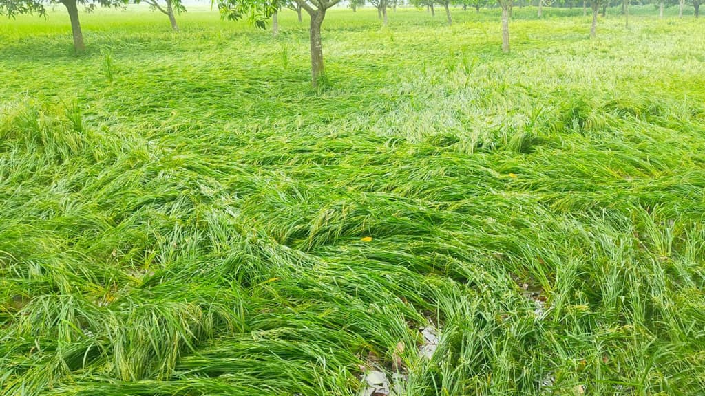 শিলাবৃষ্টিতে ক্ষতি ছাড়াতে পারে শত কোটি টাকা