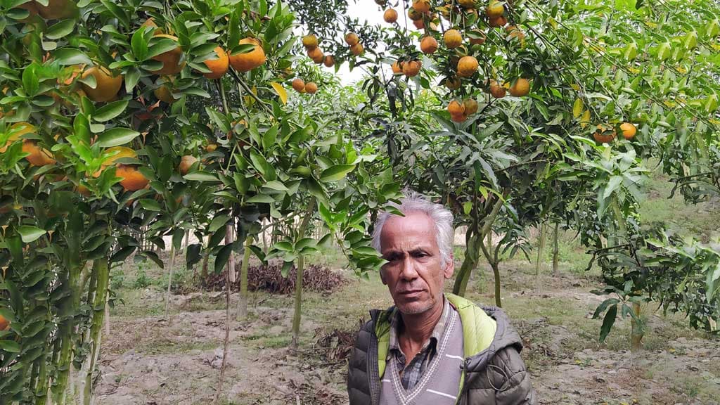 এক গাছে ধরেছে ৩০০ কমলা