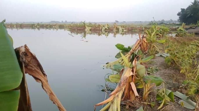 মাছ লুট ও শতাধিক গাছ কেটে ফেলার অভিযোগ