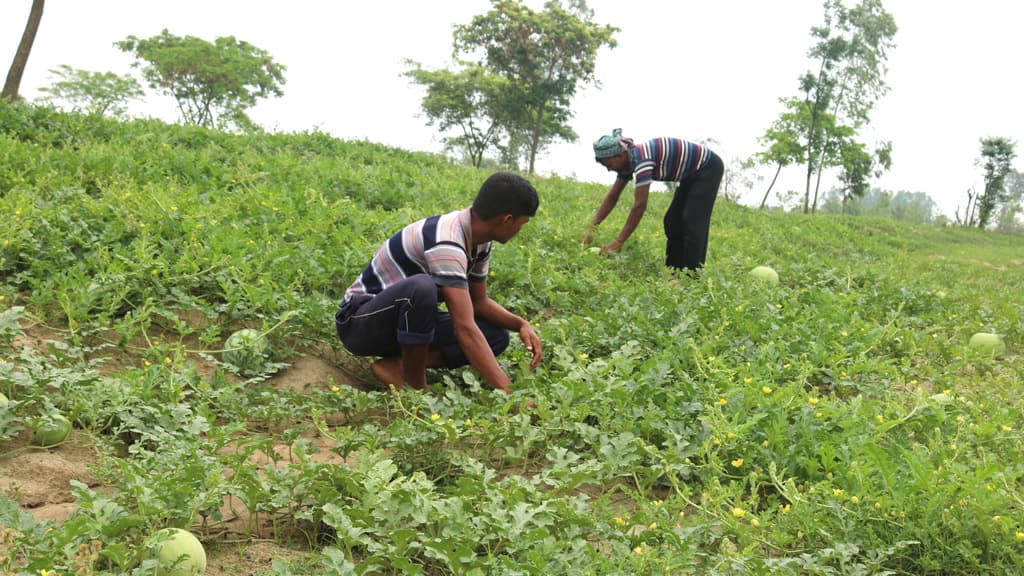 তরমুজে সফল হওয়ার স্বপ্ন