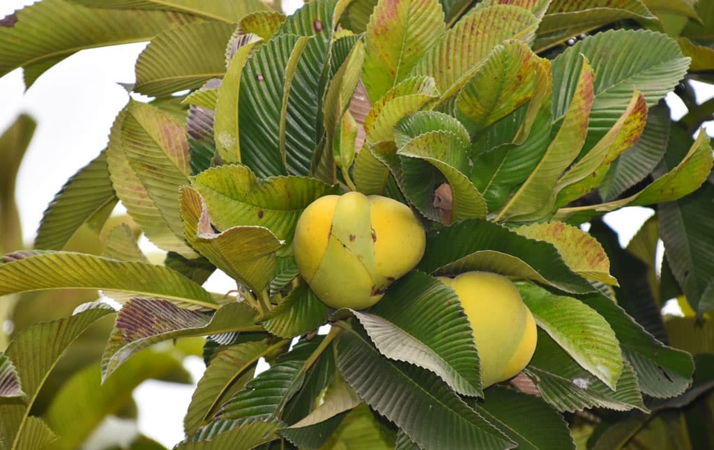 দিনের ছবি (২৬ ফেব্রুয়ারি, ২০২৪)