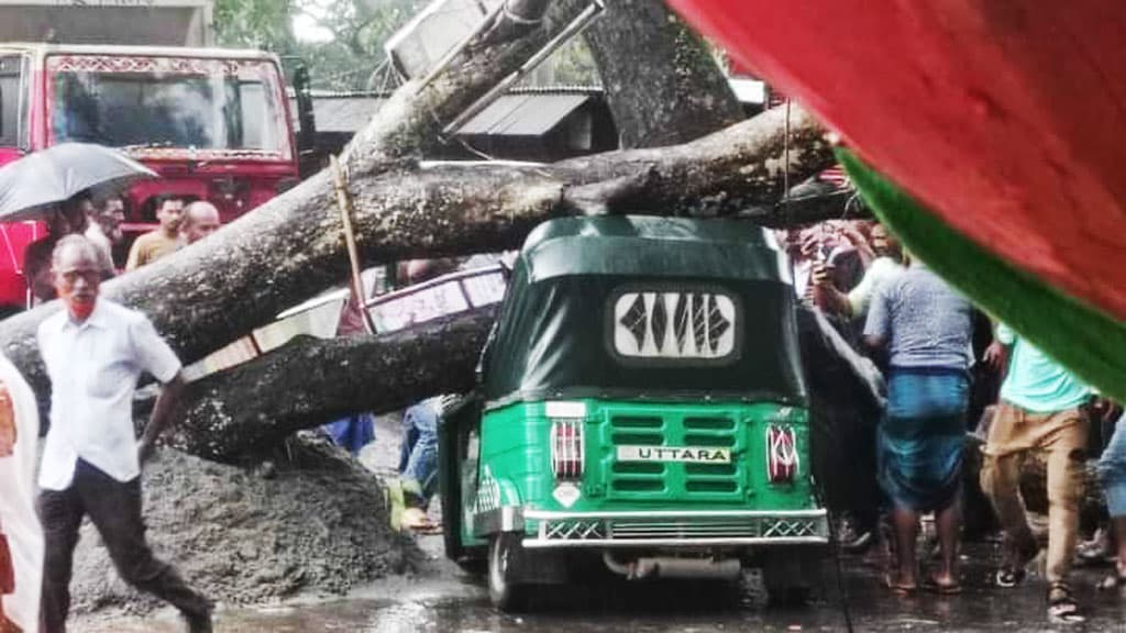 নবীনগরে ঝড়ে গাছ উপড়ে সিএনজির ওপর পড়ে চালক নিহত