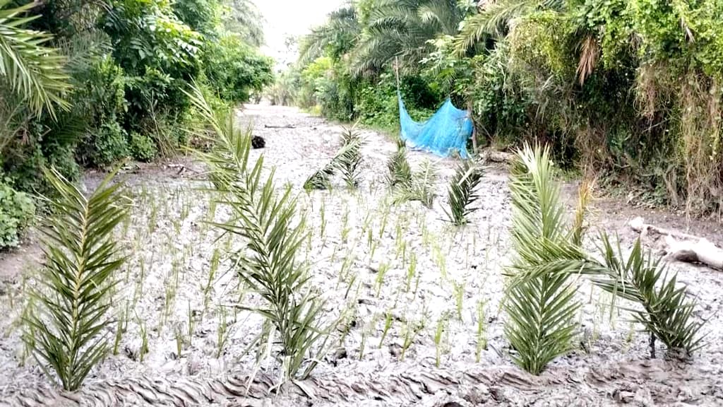 রাস্তায় ধানের চারা লাগিয়ে এলাকাবাসীর প্রতিবাদ