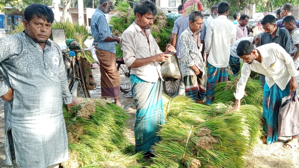 রোপা আমনের চারা বেচা কেনায় ব্যস্ত কৃষকেরা