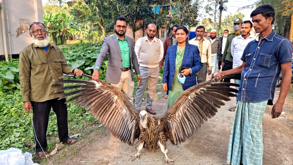 সুবর্ণচরে বিপণ্ণ প্রজাতির শকুন উদ্ধার, পরে বনে অবমুক্ত