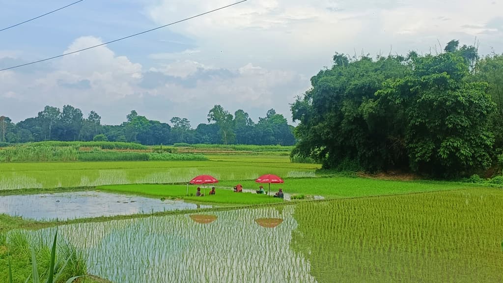 দিনের ছবি (২১ আগস্ট, ২০২৪)