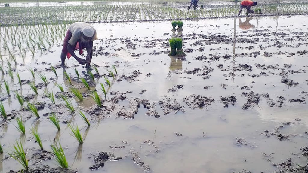 আমতলীতে আউশের চারা রোপণে ব্যস্ত কৃষকেরা