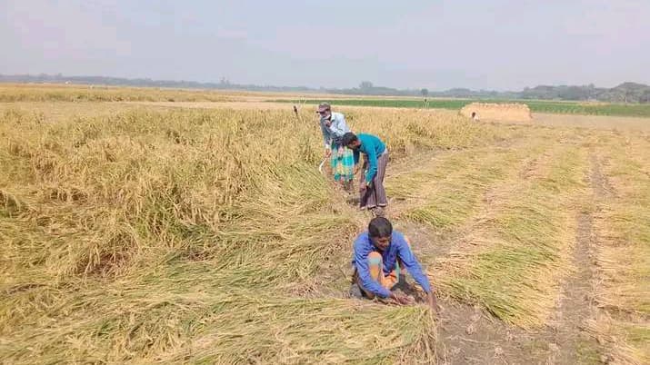 ধানের কাঙ্ক্ষিত দাম  পাচ্ছেন না কৃষক