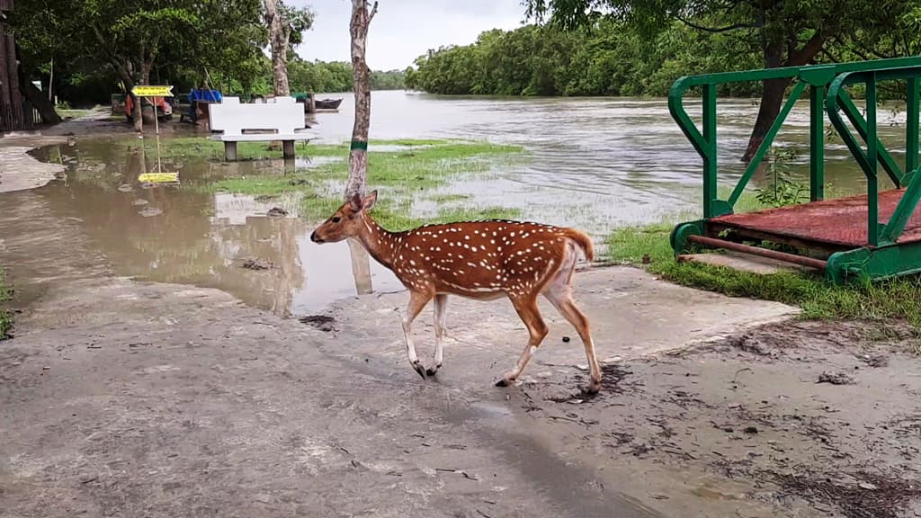 খুলল সুন্দরবনের দুয়ার জেলেদের কর্মচাঞ্চল্য