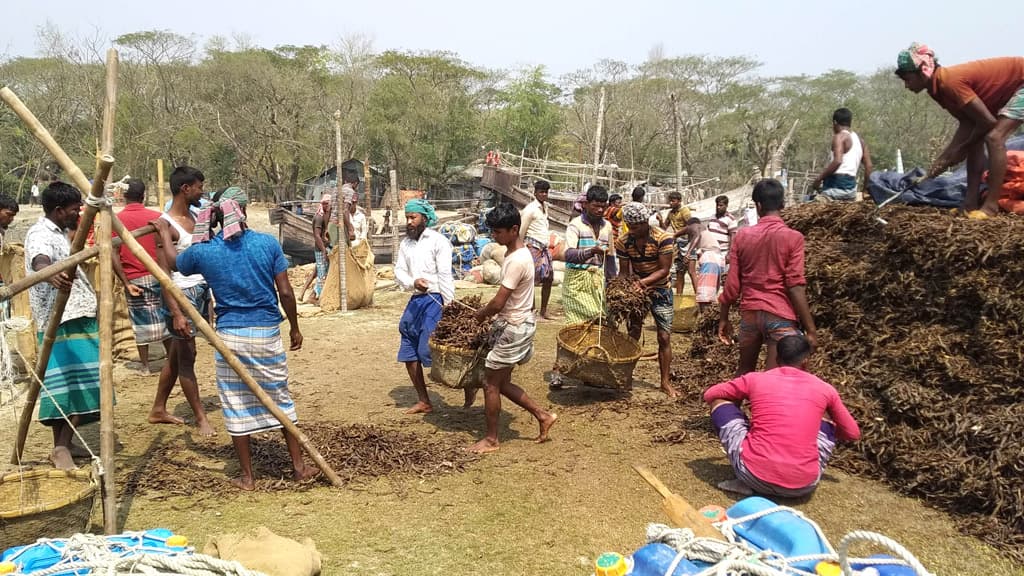 শুঁটকিপল্লিতে এক মৌসুমে আয় শতকোটি টাকা