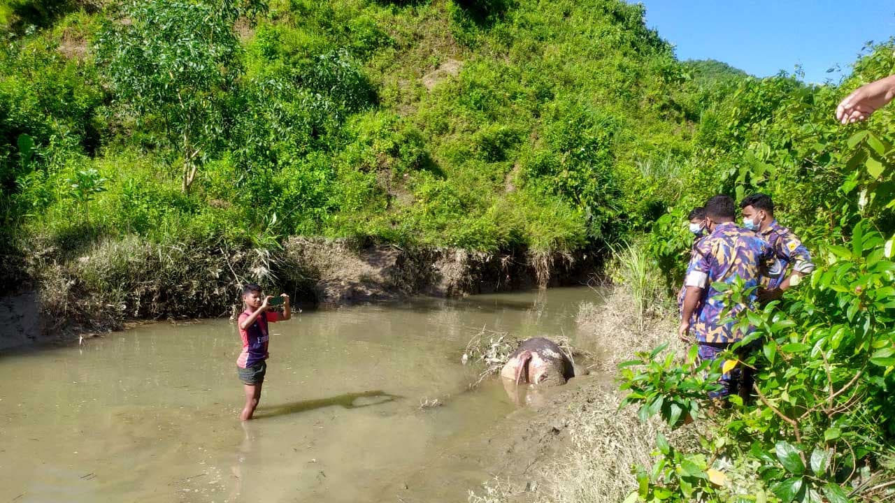 টেকনাফে ফের বন্য হাতির মৃত্যু