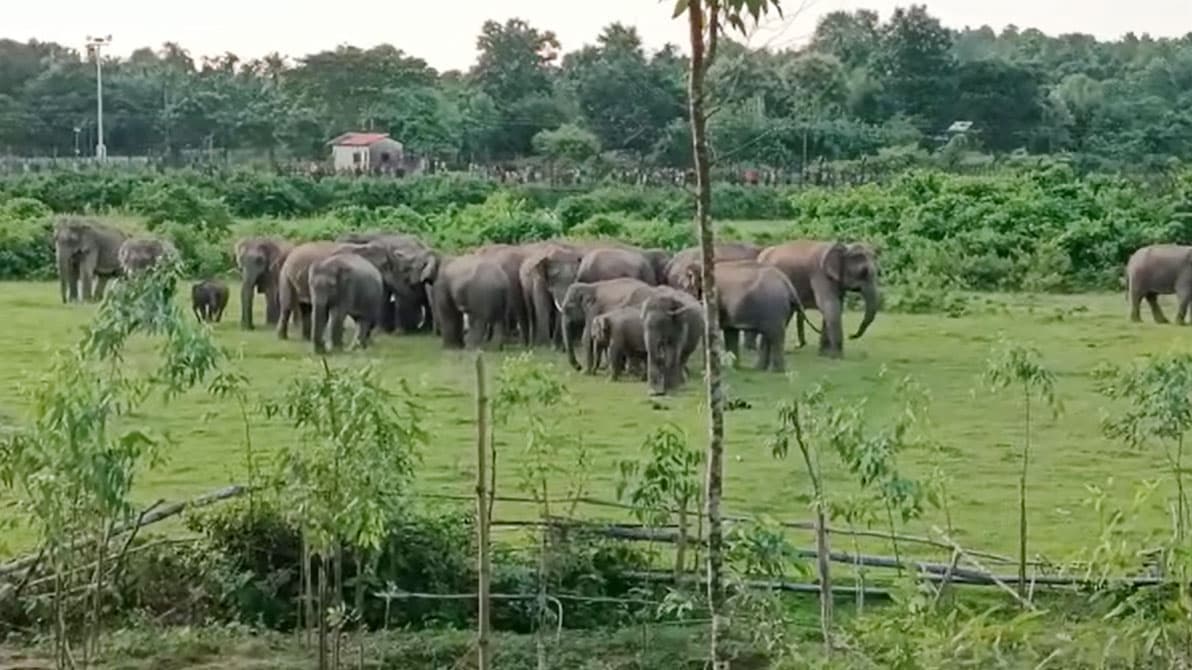  ২২ দিনে হাতির আক্রমণে ৬ জনের প্রাণহানি, সীমান্ত এলাকায় আতঙ্ক