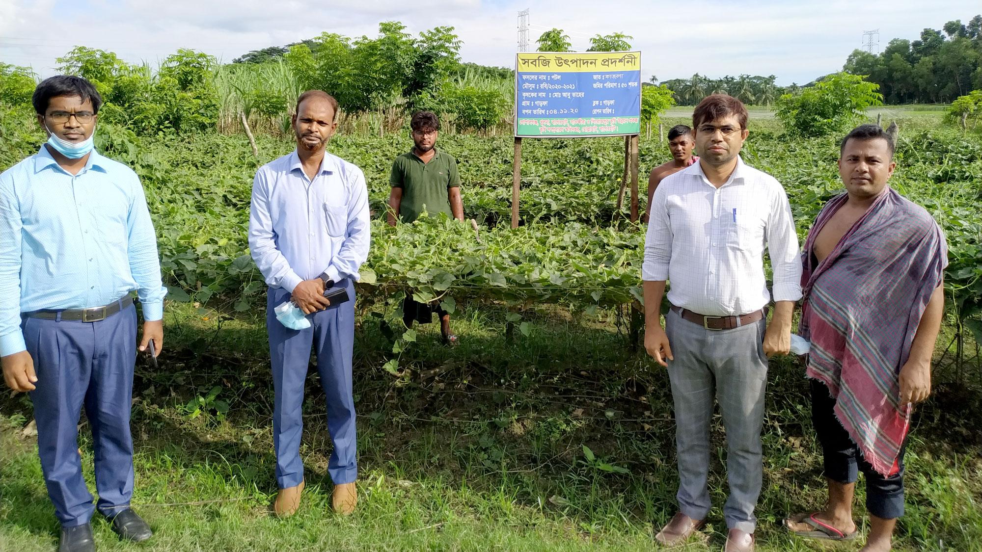 মোল্লাহাটে পটল চাষে স্বাবলম্বী হচ্ছেন কৃষকেরা