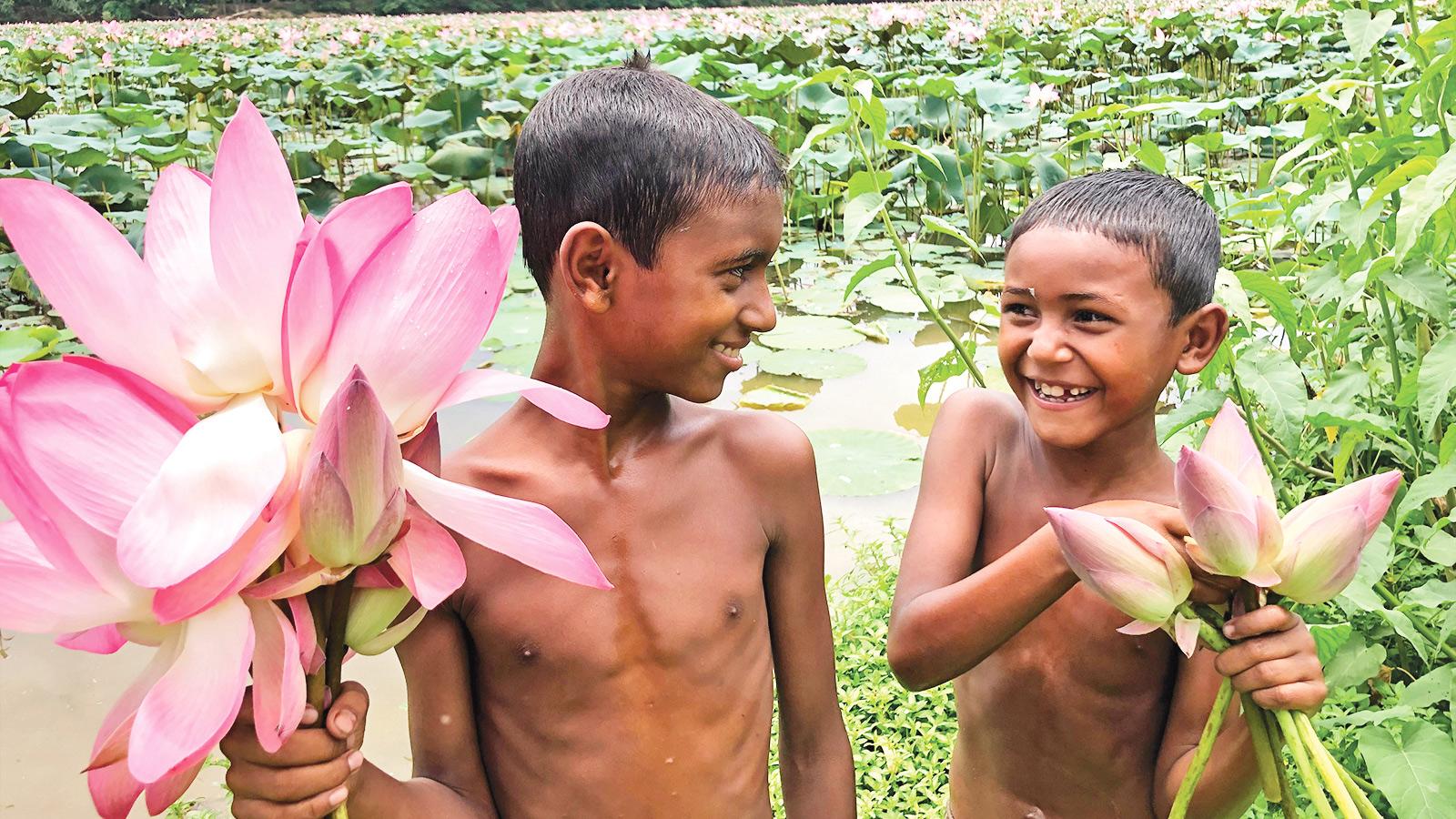 আলতাদীঘির পদ্মফুল