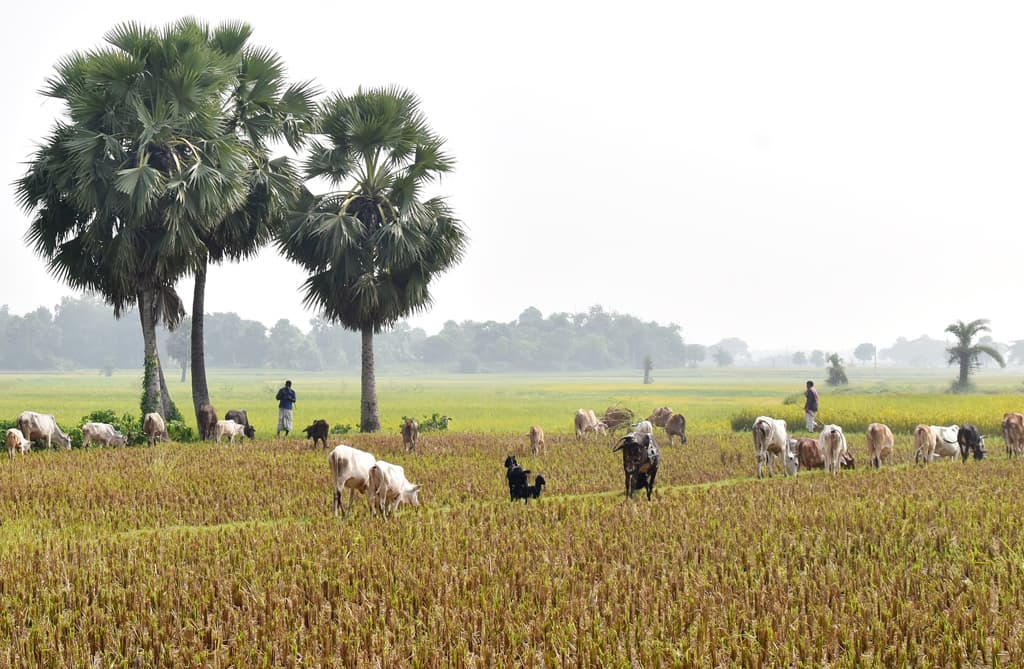 দিনের ছবি (১৫ নভেম্বর, ২০২৩)