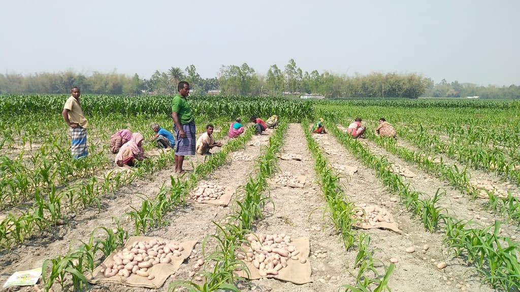 মিশ্র ফসলে আগ্রহ বাড়ছে