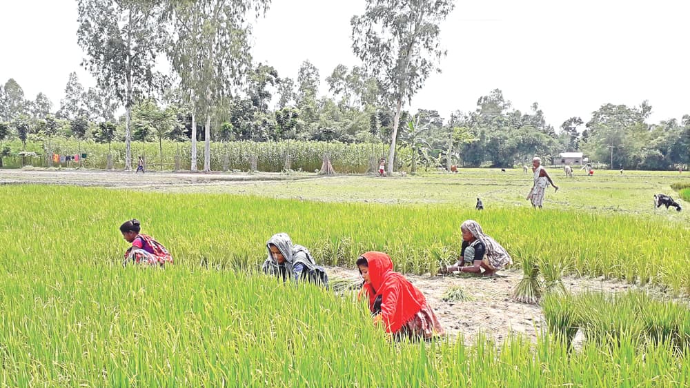 পানির অভাবে আমন চাষে শঙ্কা