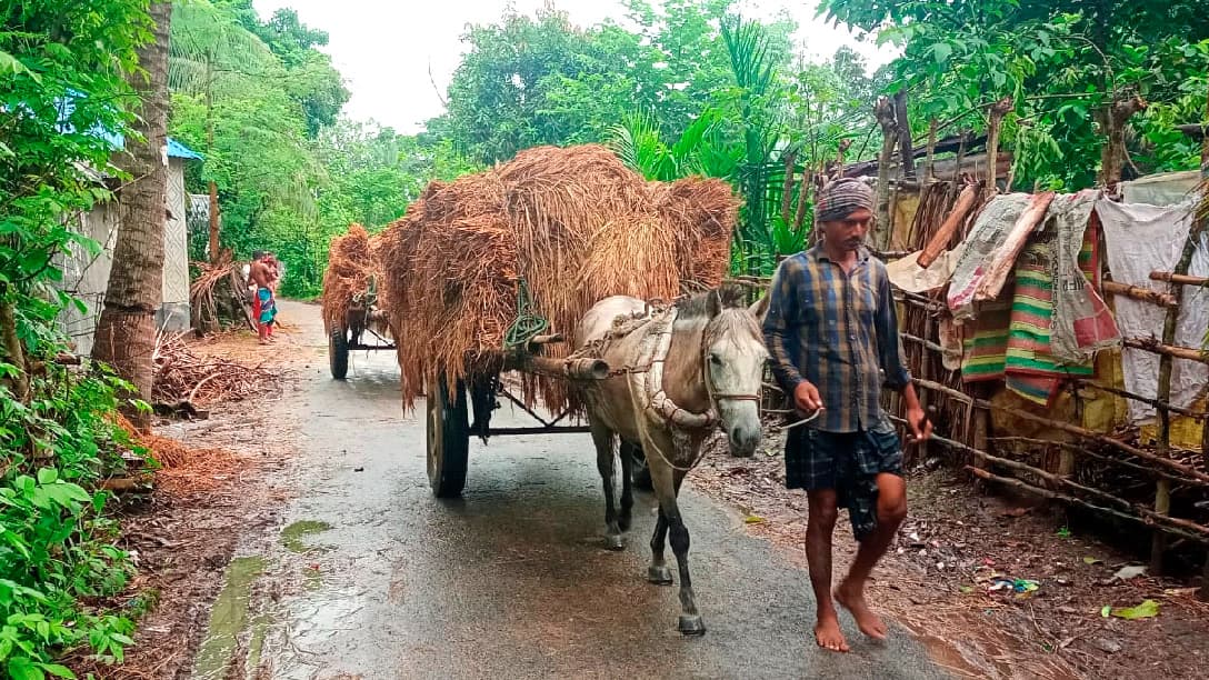 বৃষ্টিতে ধান কাটা শ্রমিকের সংকট, বিপাকে কৃষক