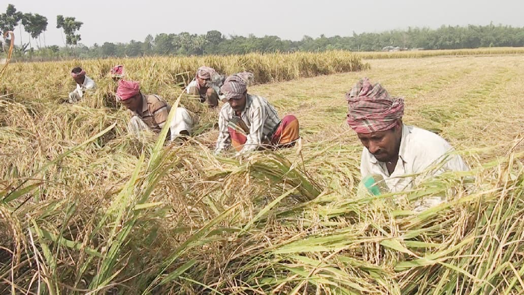 দৌলতপুরে কালো ধান চাষ করে সাড়া ফেলেছেন দুই তরুণ