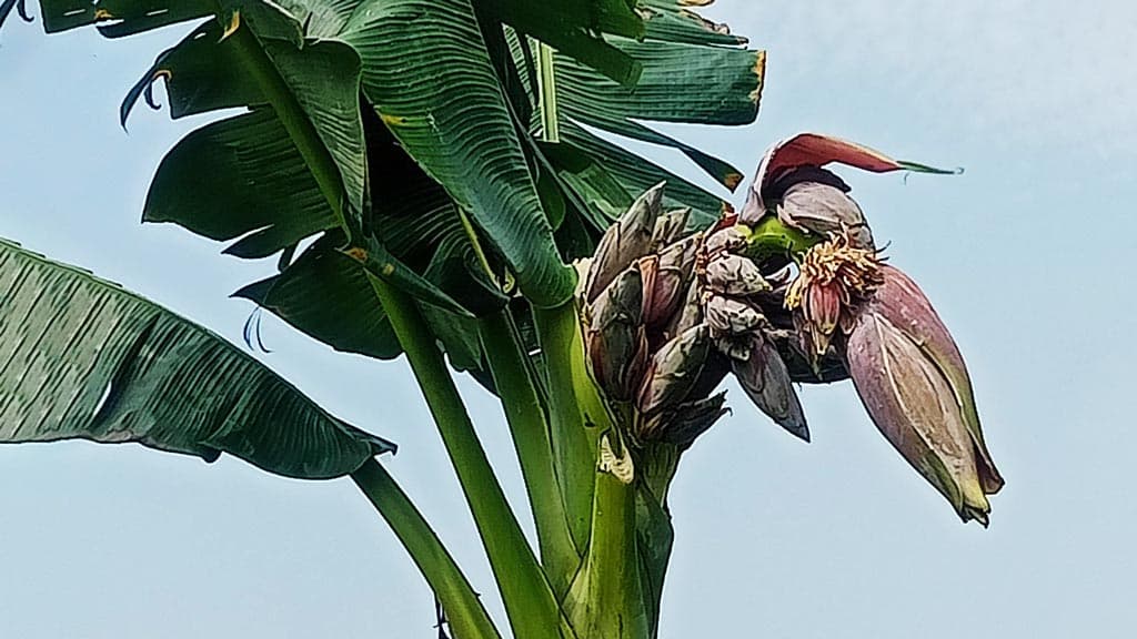 শিবগঞ্জে ১ কলাগাছে ৩০ মোচা, উৎসুকদের ভিড়