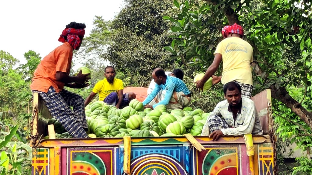 গুরুদাসপুরে সাথি ফসল বাঙ্গিতে লাভবান কৃষক