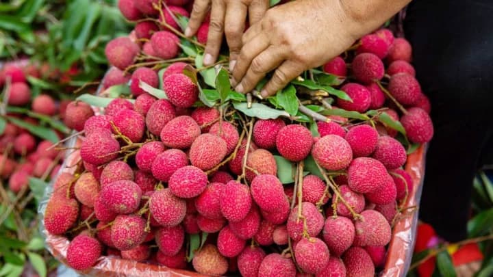 প্রচণ্ড গরম আর দাবদাহে রসালো লিচুতে স্বস্তি