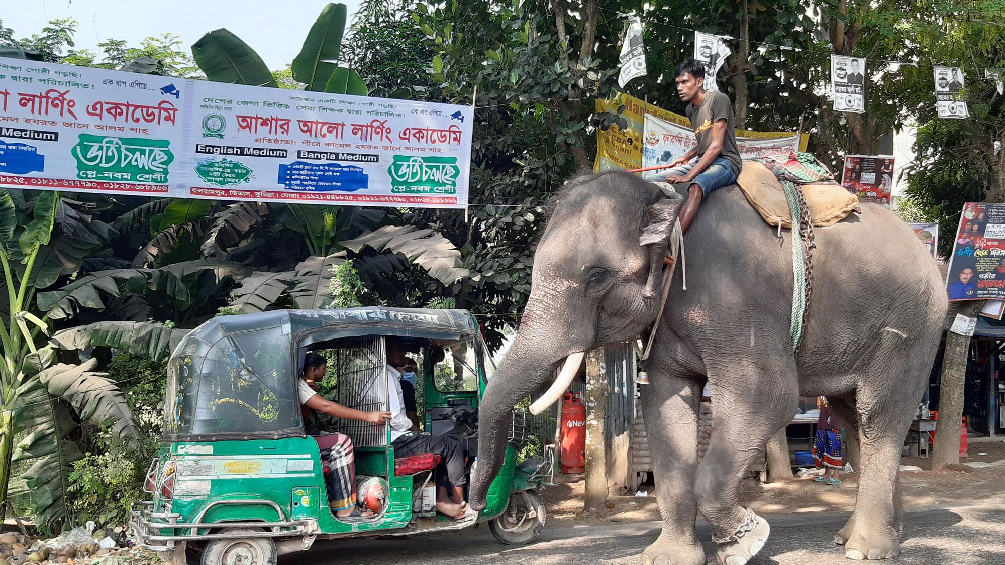 হাতি দিয়ে চাঁদাবাজিতে অতিষ্ঠ ব্যবসায়ীরা