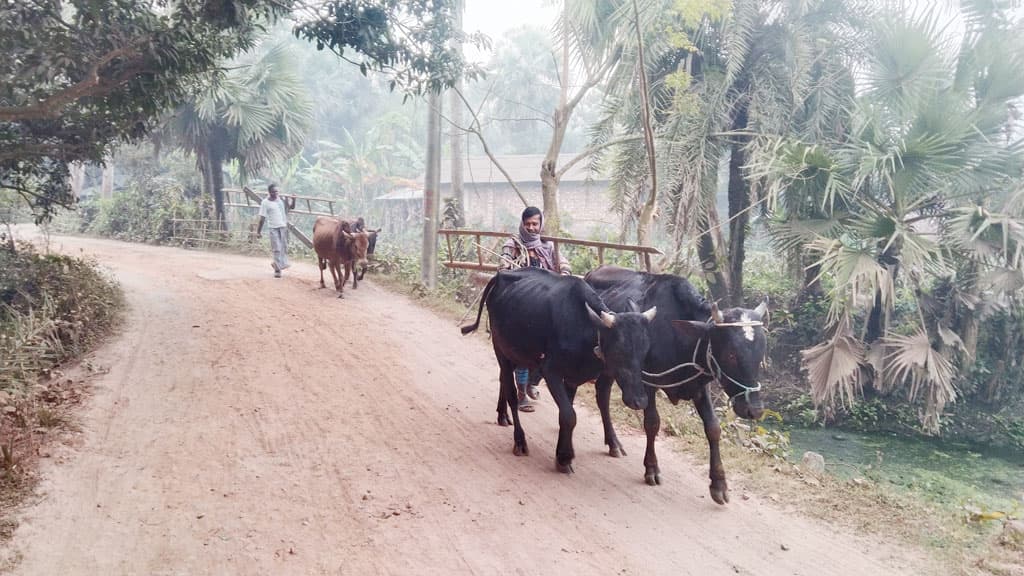 দিনের ছবি (৯ নভেম্বর ২০২৪)