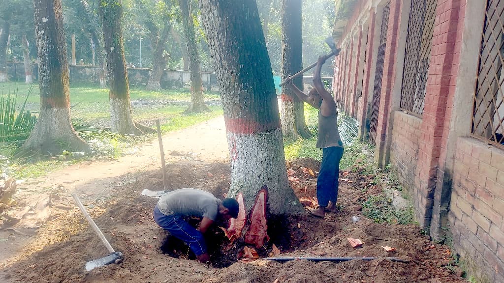 নিয়ম না মেনে বিদ্যালয়ের গাছ বিক্রি, অভিযোগ প্রধান শিক্ষককের বিরুদ্ধে