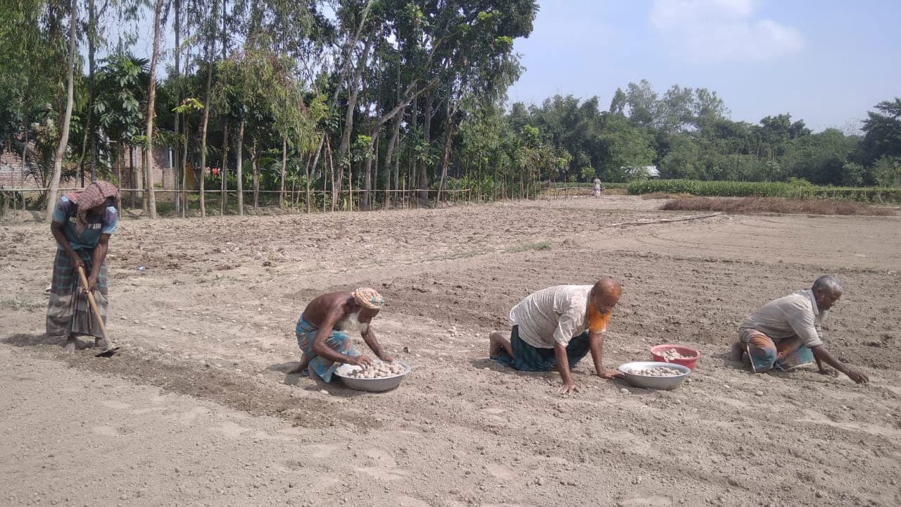 বীজ-সারের বাড়তি দাম, বিপাকে গাইবান্ধা আলুচাষিরা