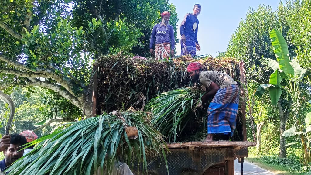 ফসলের বদলে ঘাস চাষ করছেন গাংনীর কৃষকেরা