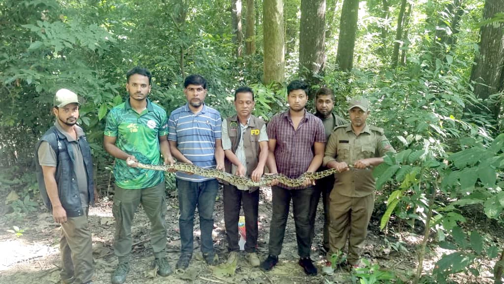 কাপ্তাইয়ের অরণ্যে ছাড়া হলো ৭ ফুট লম্বা অজগর