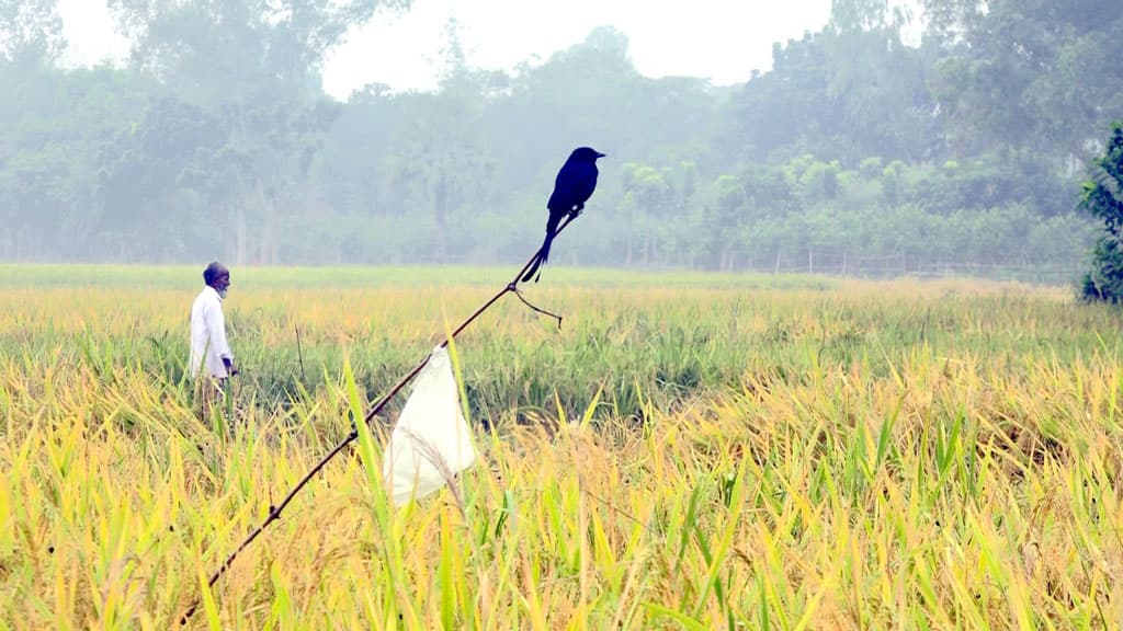 নওগাঁয় শীতের প্রভাবে জীবনযাপন ব্যাহত, আজ তাপমাত্রা ১৩.৮ ডিগ্রি সেলসিয়াস