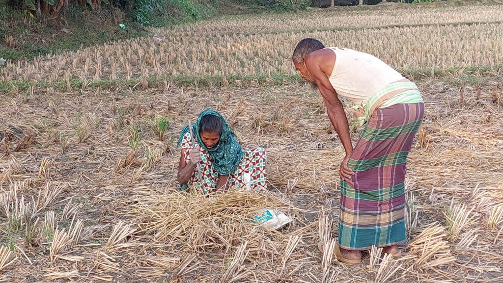 ইঁদুরের গর্ত থেকে সংগ্রহ করা ধানে ৬ মাসের ভাতের জোগান হয় আয়মনার