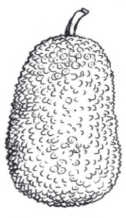 বাংলাদেশ জাতীয় পার্টি - কাঁঠাল