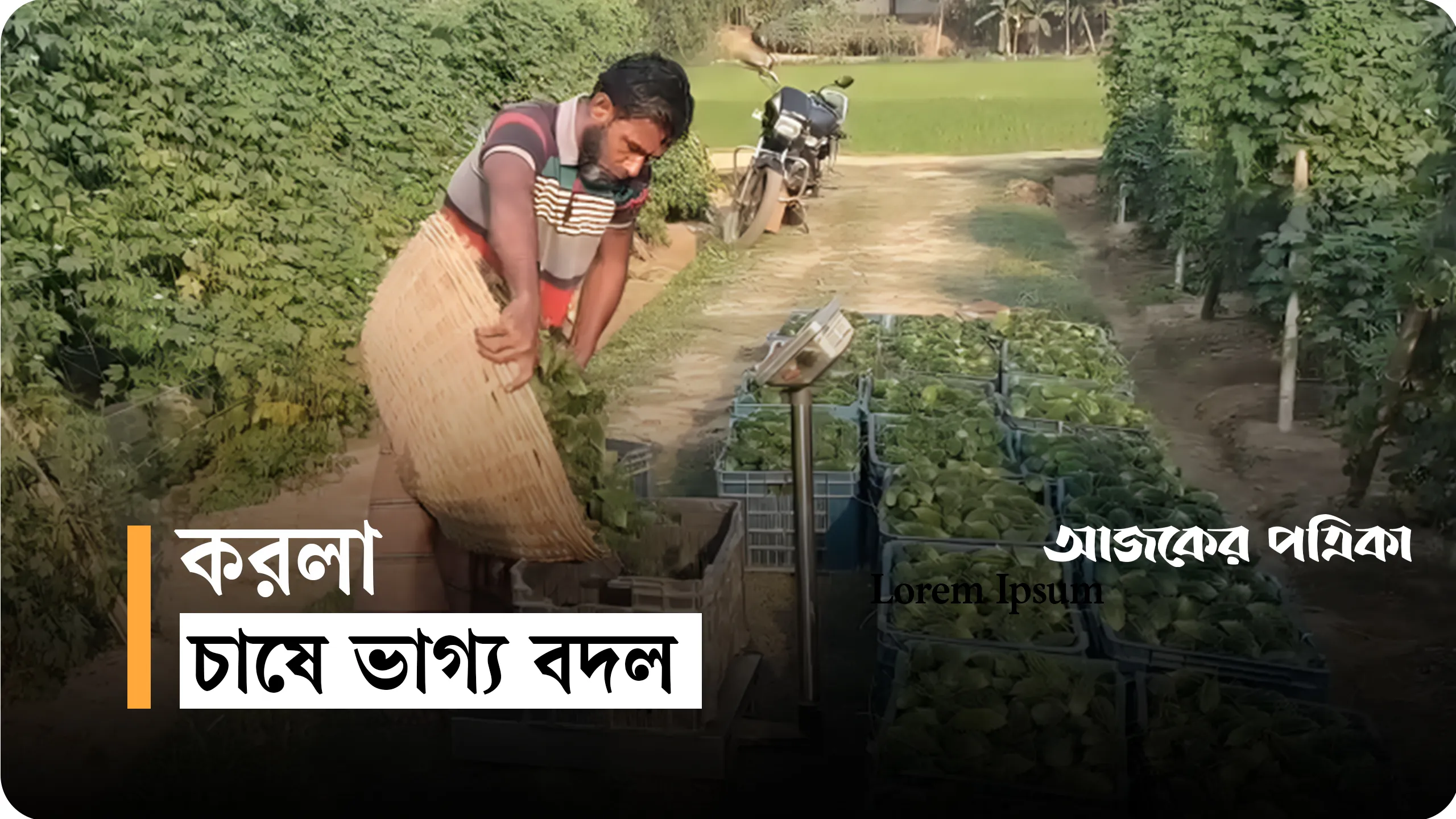 দুর্গাপুরে জৈব পদ্ধতিতে করলা চাষ, কাজীমের স্বপ্ন এখন বাস্তব