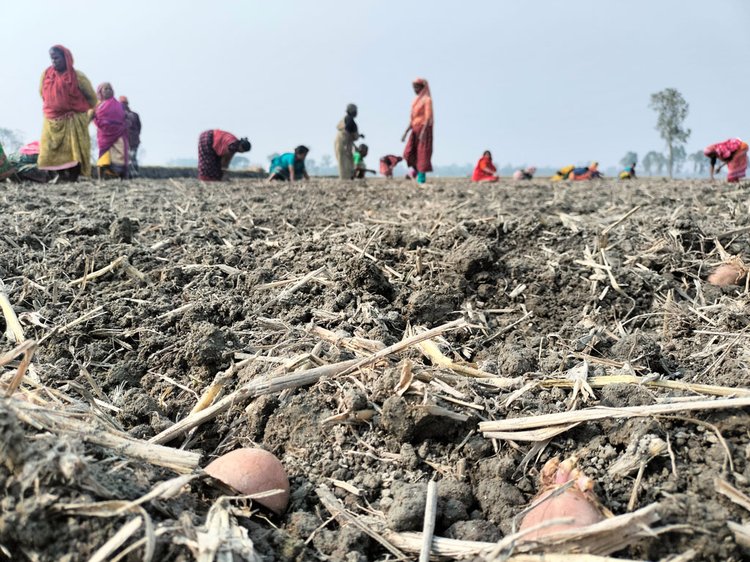 রংপুরের আলু খেতে কাজ করা নারীরা মজুরি পান নারীদের তিন ভাগের এক ভাগ। ছবি: আজকের পত্রিকা