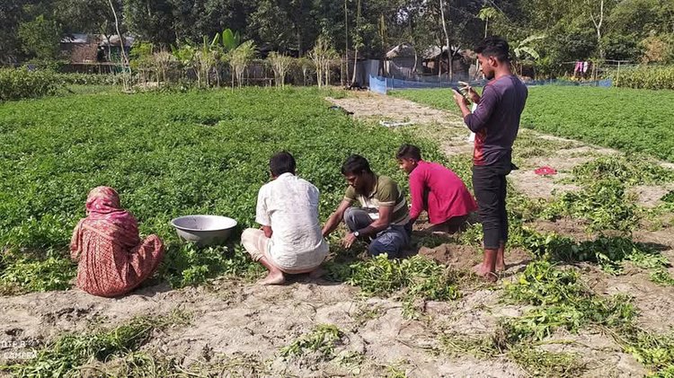 উপজেলার নাউতারা এলাকায় আলু তুলছেন কৃষকেরা। ছবি: আজকের পত্রিকা