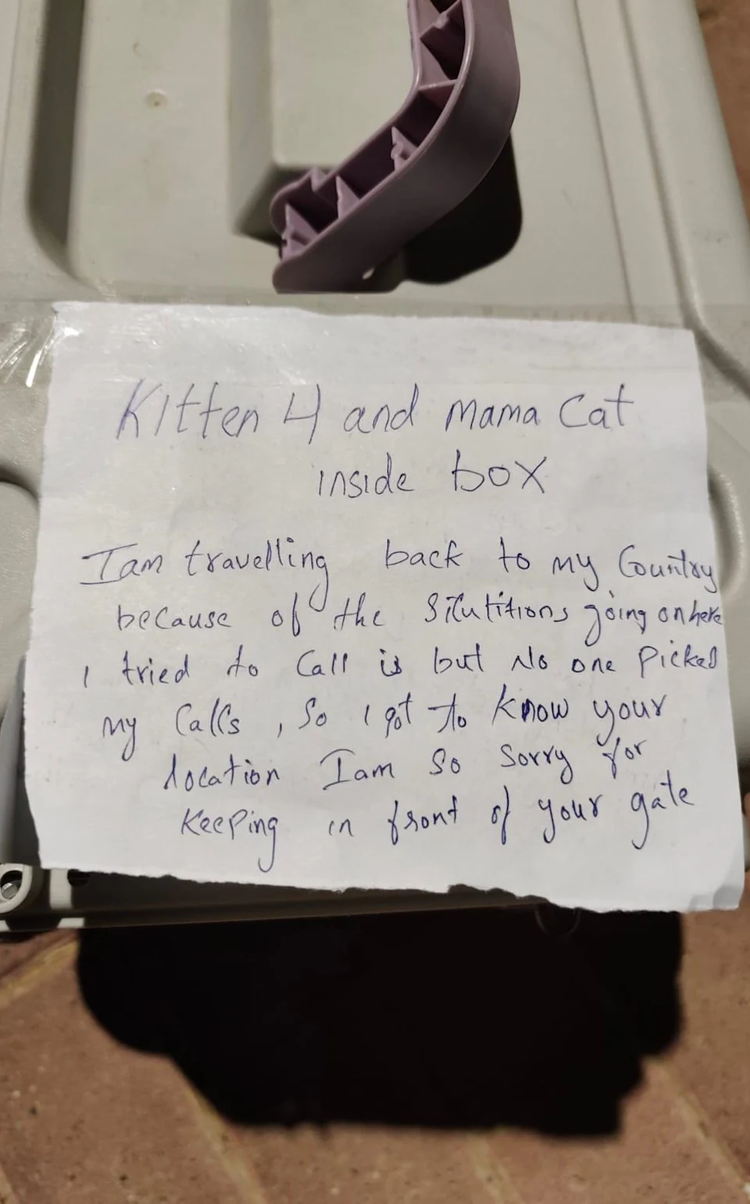 দুবাইয়ের আল আইন এলাকায় একটি দরজার সামনে চারটি ছানাসহ এক মা বিড়ালকে ফেলে যাওয়ার ঘটনা নাড়া দিয়েছে বিশ্ববাসীকে। ছবি: সংগৃহীত