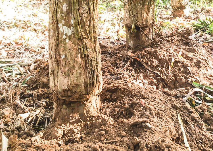 এভাবেই গাছের গোড়ার ছাল তুলে ফেলা হয়। স্থানীয় বাসিন্দাদের দাবি, এ বিষয়ে বনকর্মীরা অবগত থাকলেও রহস্যজনক কারণে তাঁরা নীরব থাকেন। বরং কিছু কর্মকর্তা-কর্মচারী এতে সহযোগিতা করেন। ছবি: আজকের পত্রিকা
