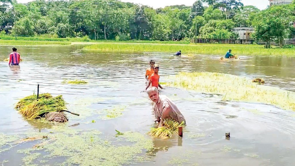 বন্যায় আমনের ক্ষতি, খাদ্যনিরাপত্তায় চ্যালেঞ্জ