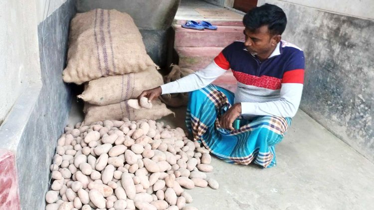 আলু-আলু থেকে অঙ্গুর গজায়নি। ছবি: আজকের পত্রিকা