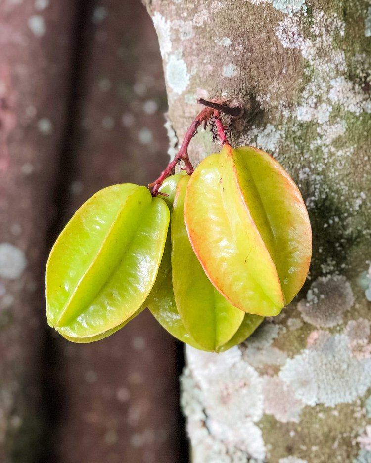 কামরাঙায় নিউরোটক্সিন থাকে, যা কিডনি রোগে আক্রান্ত ব্যক্তিদের জন্য মারাত্মক হতে পারে। ছবি: ফ্রিপিক