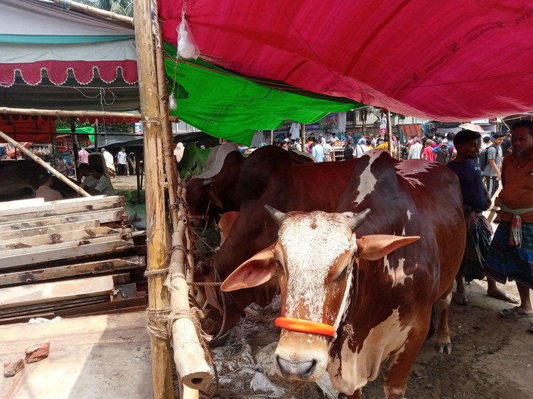 কোরবানির ঈদকে সামনে রেখে জমে উঠেছে রাজধানীর শ্যামপুর থানাধীন পোস্তগোলা শ্মশানঘাটের অস্থায়ী কোরবানির পশুর হাট। ছবি: আজকের পত্রিকা