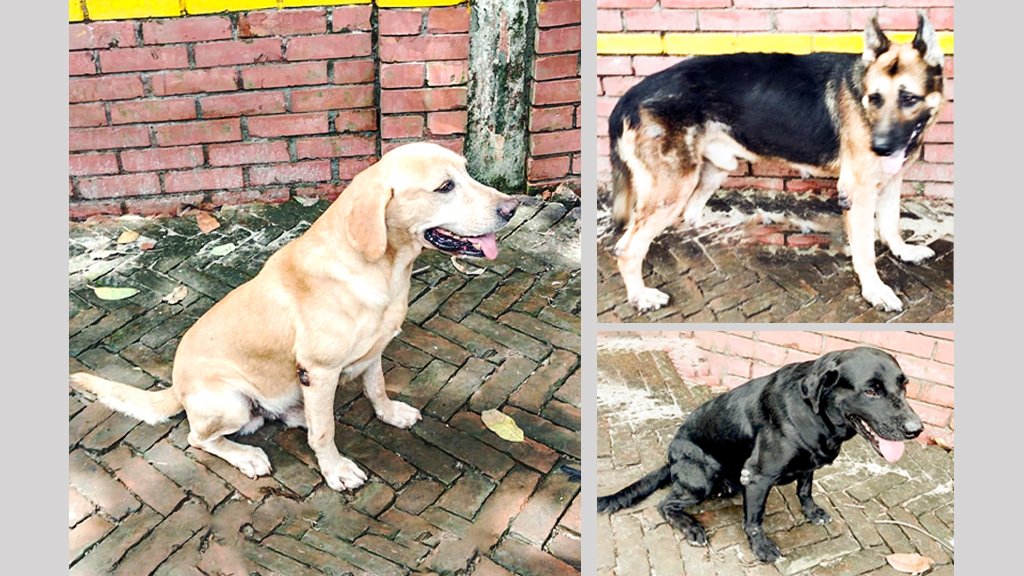 নিলামে উঠছে ডগ স্কোয়াডের স্যাম, ফিন ও কোরি