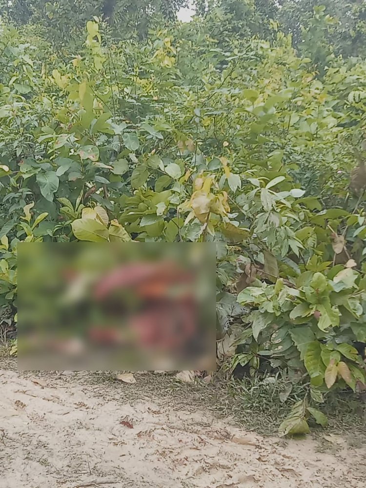 গাজীপুরের শ্রীপুরে গভীর জঙ্গল থেকে ঘোড়ার দেহাবশেষ উদ্ধার। ছবি: সংগৃহীত