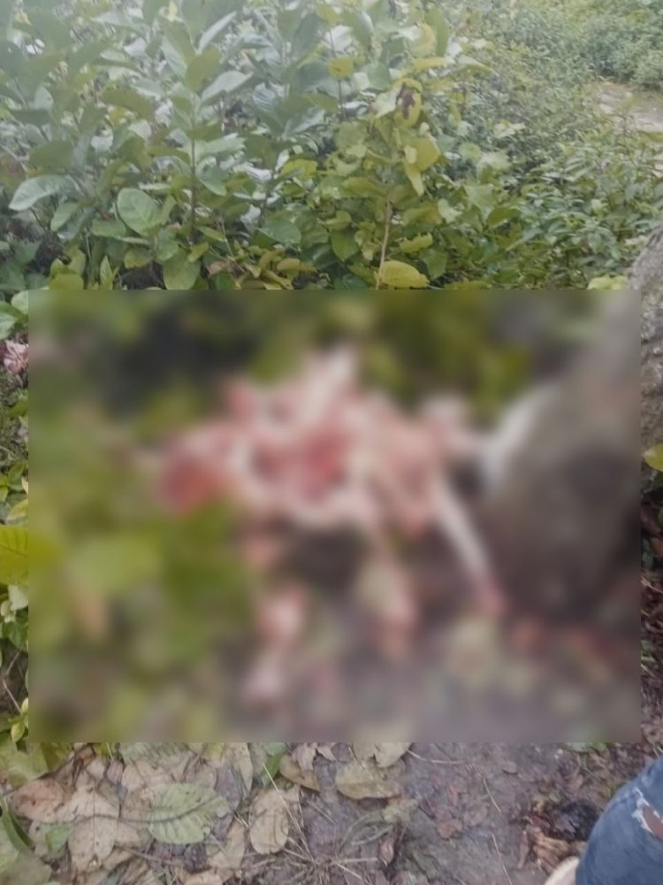 গাজীপুরের শ্রীপুরে গভীর জঙ্গল থেকে ঘোড়ার দেহাবশেষ উদ্ধার। ছবি: সংগৃহীত