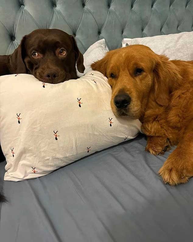 অনেকে সামাজিক যোগাযোগমাধ্যমে নিজের পোষা প্রাণীগুলোর জন্য নিরাপদ আশ্রয়ের খোঁজ চাইছেন। ছবি: সংগৃহীত