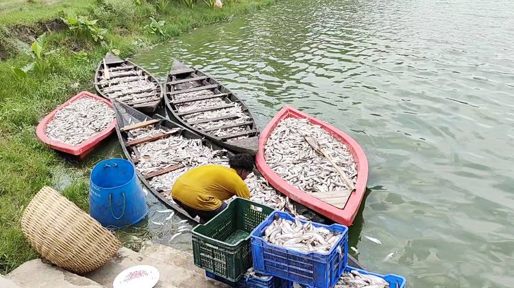 শার্শার বাহাদুরপুর ইউনিয়নের সোনামুখী বিল সংলগ্ন ‘এ এফ মৎস্য খামার’। ছবি: সংগৃহীত