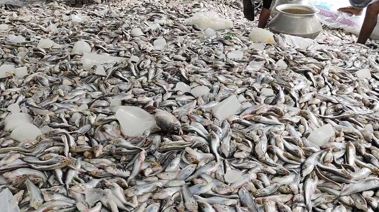 শার্শার বাহাদুরপুর ইউনিয়নের সোনামুখী বিল সংলগ্ন ‘এ এফ মৎস্য খামার’। ছবি: সংগৃহীত